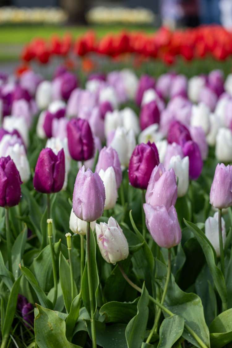 'Prince Mix' tulpanblandning